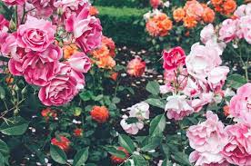 3 Portland Rose Gardens To Visit