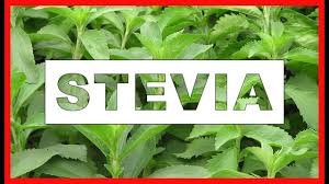 Descubra a melhor forma de comprar online. Adocante Em Po 100 Natural Stevia 40g Color Andina Mercado Livre