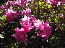 Résultat de recherche d'images pour "gifs rhododendrons"