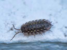 woodlice are a harmless nuisance pest uk