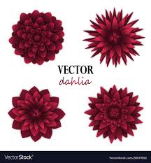dark red dahlias collection royalty