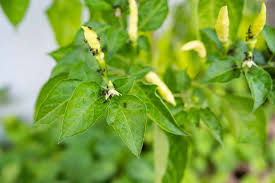 ants on pepper plants is it a good or