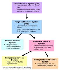 Neuroinflammation, autonomic nervous system dysfunction. Structure Of The Nervous System