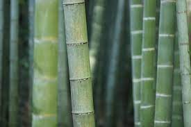 bamboo the pros and cons trustatrader