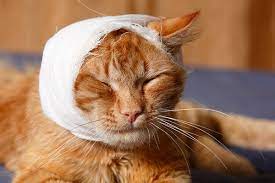 Head Trauma In Cats Signs Causes