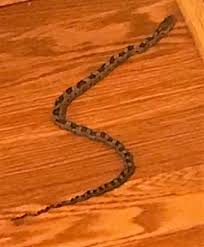 A Snake In My Basement By Gary Johnson
