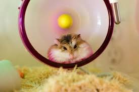 my hamster isn t using their wheel