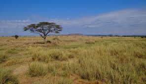 Serengeti National Park Wikipedia