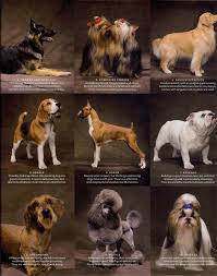 Dog Breeds Dog Breeds Chart Dog Breeds Dogs