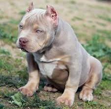 97 Best Bully Pits Images Bully Dog Beautiful Dogs Dogs