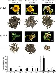 sunflower helianthus annuus