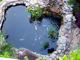 heart of an attractive water garden