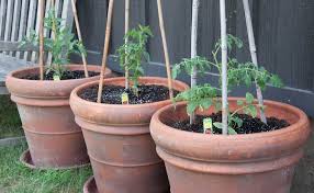 How To Grow Tomatoes In Containers