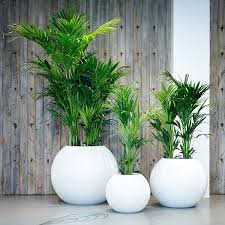 House Plant Green Indoor Plants