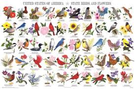Usa State Birds Flowers Poster