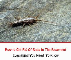 how to get rid of bugs in the basement
