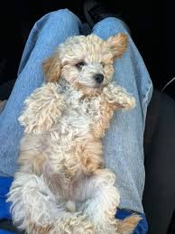 toy poodle puppy in new south wales