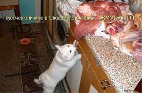 Кот тащит большой кусок мяса (фото)