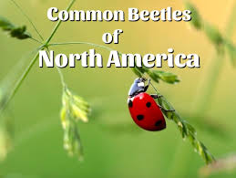 beetle identification a guide to