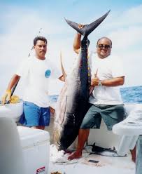 Billfish Abundant At Corbeteña Yellowfin Tuna Size Varies