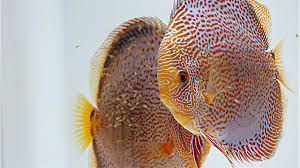 Breeding Discus Growth Rate Comparison