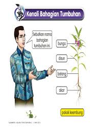 Sains (tahun 1) bahagian tumbuhan. Tumbuhan Sains T1 1 Jalila Binti Haji Jamar Moe Flip Pdf Anyflip