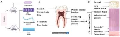 demineralized dentin matrix for dental