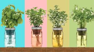 9 Herbs That You Can Grow In A Mason Jar