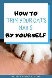 tips for t a wiggly cat s claws