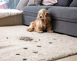 carpet cleaning services in menifee and