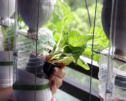 Grow An Edible Hanging Indoor Garden