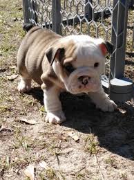 Get the best of insurance or free credit report, browse our section on cell phones or learn about life insurance. English English Bulldog Puppies For Families Lovers Facebook