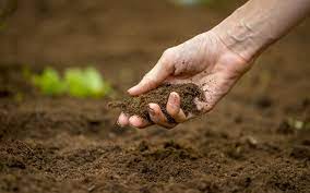 How To Improve Soil Fertility Naturally