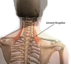 neck pain and levator scae syndrome