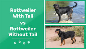 rottweiler with tail vs without is it