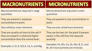 micronutrients free biology notes