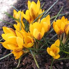 yellow saffron crocus plants