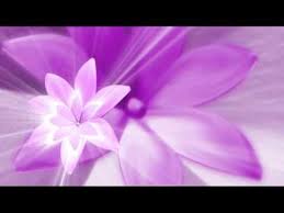 beautiful flowers video background loop