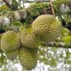 malaysian fruits name from www.malaysia-wildlife-and-nature.com