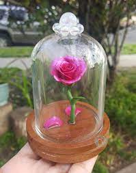 Glass Domes Enchanted Rose