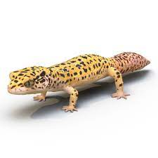 leopard gecko 3d model 79 3ds obj
