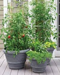 potted tomato plants