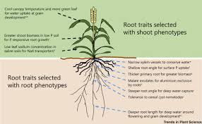 Crop Improvement From Phenotyping Roots