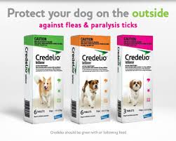 Flea And Tick Protection