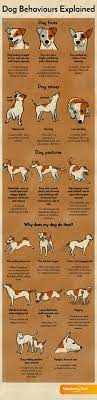 what your dog is trying to tell you
