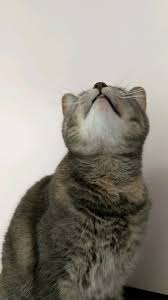 Teeth grinding is a fairly common condition in cats, and it's almost always a sign of a painful underlying disorder that may occur inside or outside the mouth. Teeth Grinding Cats