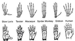 Image result for monkeys and humans opposable thumbs