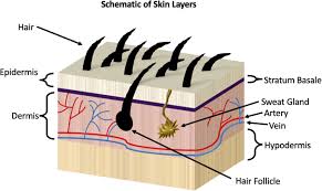 Schematic Of The Major Skin Layers