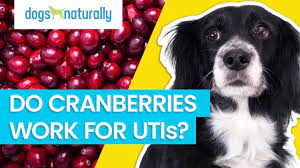 5 home remes for uti in dogs dogs
