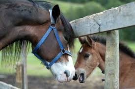 Bilderesultat for hoppe og føll